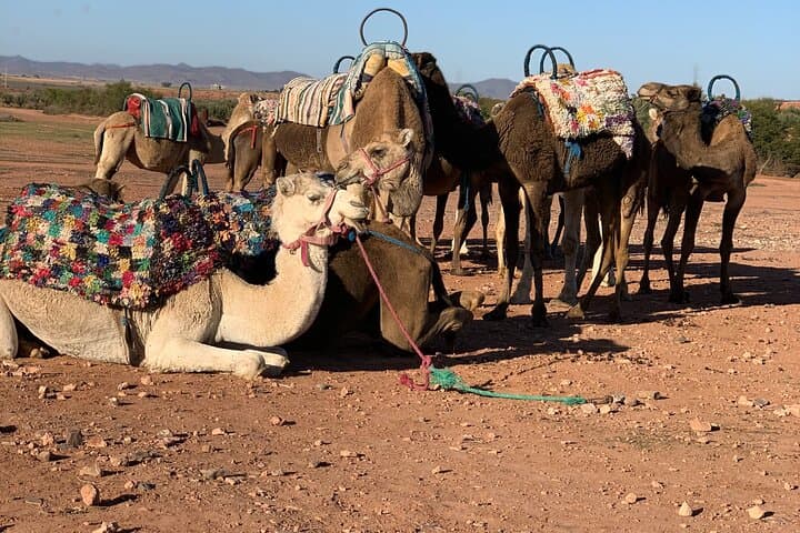 Palm Grove Camel Ride from Marrakech — 1.5-Hour Small-Group Experience photo 5