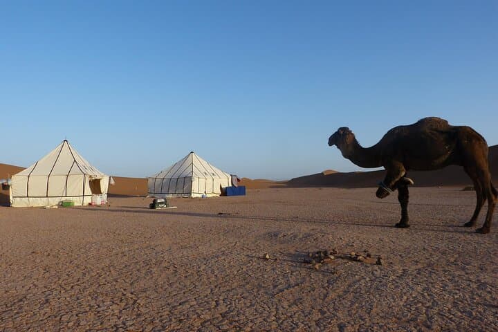 3-Day Private Sahara Desert Trek from M'Hamid: Camel Caravan Camping in Erg Douib photo 2