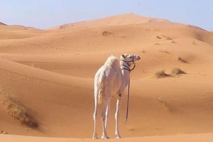 3-Day Private Sahara Desert Trek from M'Hamid: Camel Caravan Camping in Erg Douib photo 6