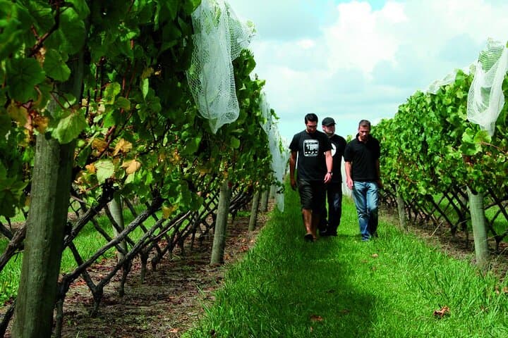Wine, Honey & Black-Sand Beaches: Kumeu Wineries and Muriwai Day Tour from Auckland photo 6