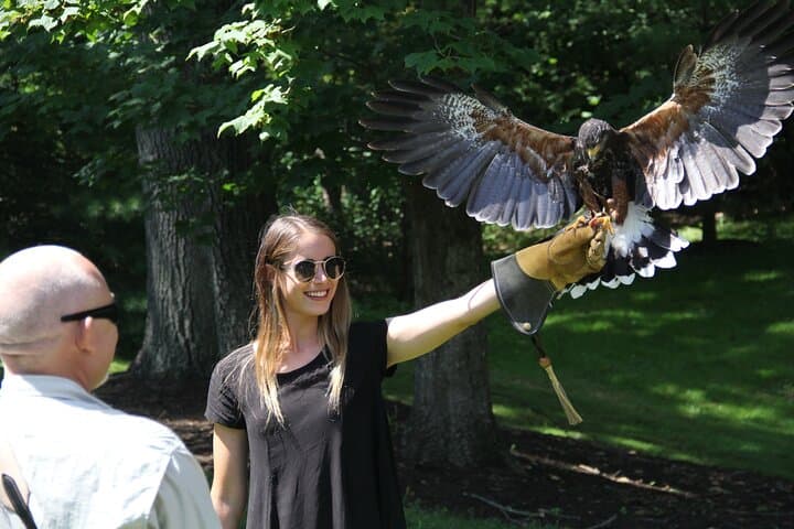 Colorado Springs Hands-On Falconry Class: Beginner Falconry Lesson with Hawks, Falcons & Owls photo 4