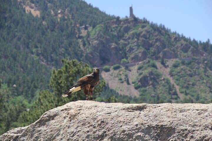 Colorado Springs Hands-On Falconry Class: Beginner Falconry Lesson with Hawks, Falcons & Owls photo 2