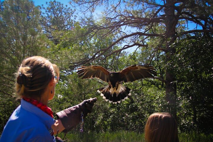Colorado Springs Hands-On Falconry Class: Beginner Falconry Lesson with Hawks, Falcons & Owls photo 3