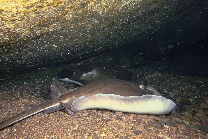 Tenerife Night Scuba Dive: Explore the Ocean After Dark photo 6