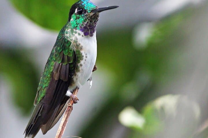 Full-Day Birdwatching in Cajas National Park from Cuenca photo 5