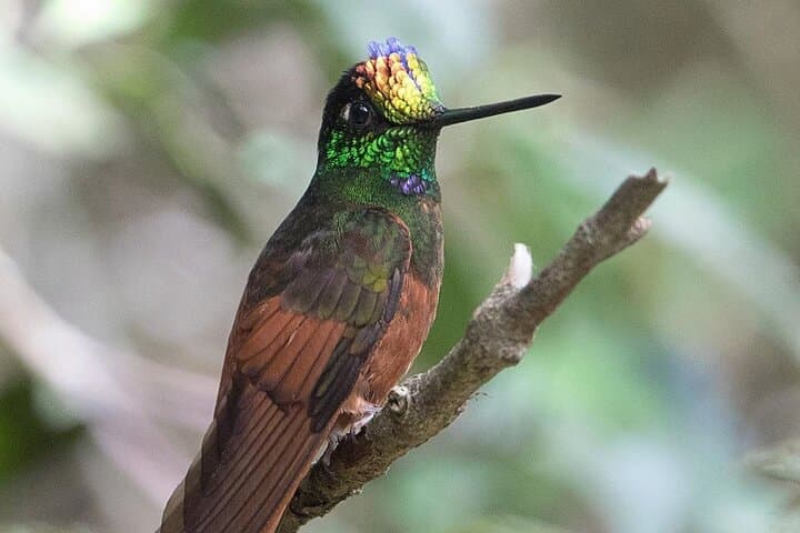 Full-Day Birdwatching in Cajas National Park from Cuenca photo 6