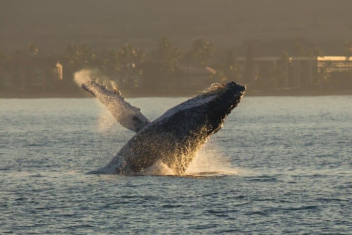 Deluxe Maui Whale-Watching Sail: Humpback Encounters from Ma'alaea Harbor photo 6