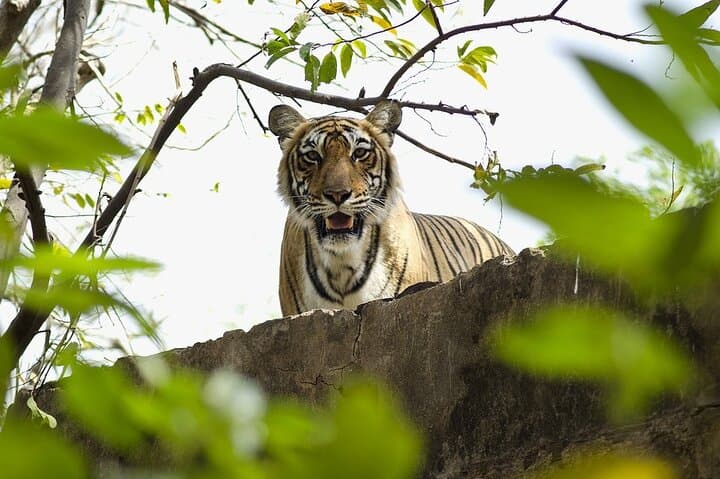 Ranthambore Two-Night Wildlife Safari from Jaipur — Tigers, Fort & Game Drives photo 4