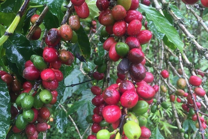Hike Lake Atitlán’s Lower Mayan Trail: Santa Cruz to San Marcos Day Hike from Panajachel photo 4