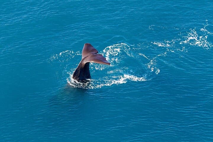 Kaikoura Helicopters Extended Whale Watch - Sperm Whales & Coastal Heliflight