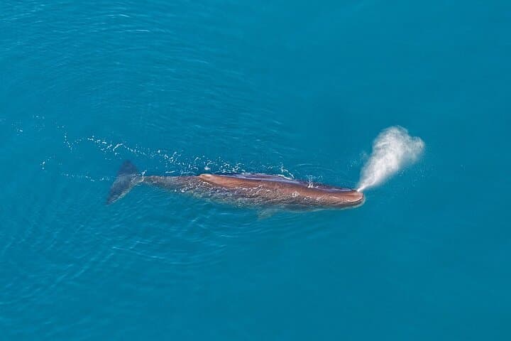 Kaikoura Helicopters Extended Whale Watch - Sperm Whales & Coastal Heliflight photo 4