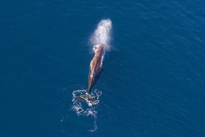 Kaikoura Helicopters Extended Whale Watch - Sperm Whales & Coastal Heliflight photo 5