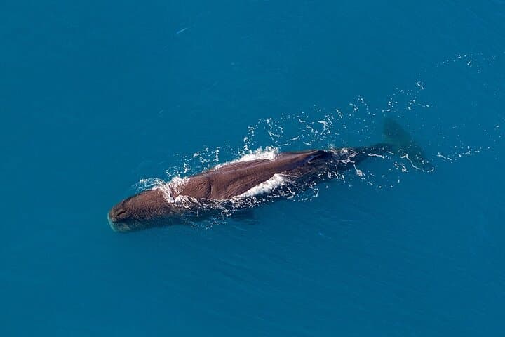 Kaikoura Helicopter Top-n-Tail Whale Watch — Alpine Landing & Coastal Flight photo 4