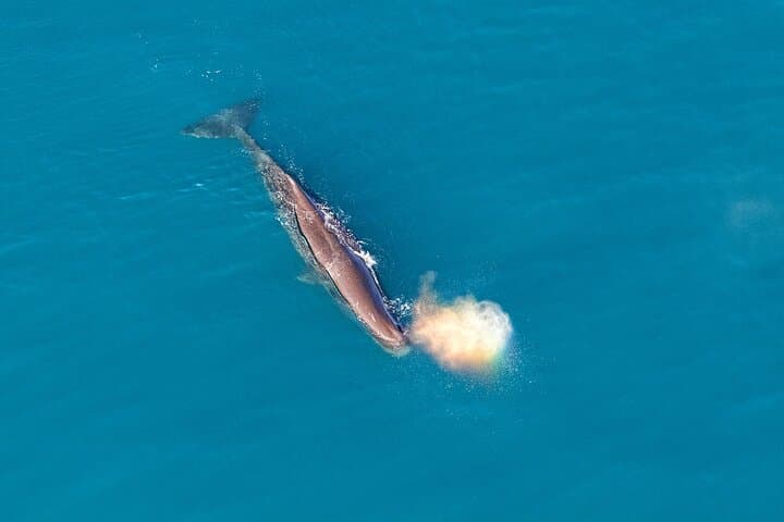 Kaikoura Helicopter Top-n-Tail Whale Watch — Alpine Landing & Coastal Flight photo 5