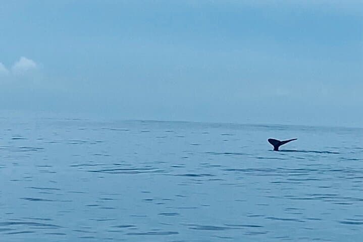 Private Whale Watching and Dolphin Excursion from Honolulu photo 2