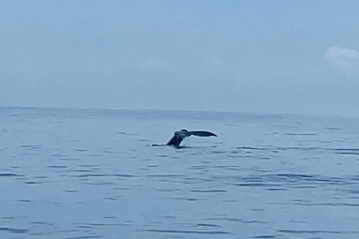 Private Whale Watching and Dolphin Excursion from Honolulu photo 4