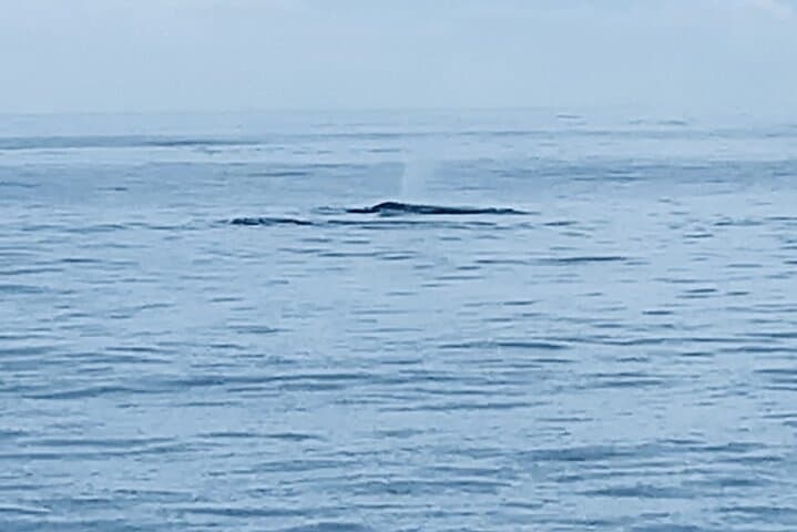 Private Whale Watching and Dolphin Excursion from Honolulu photo 5