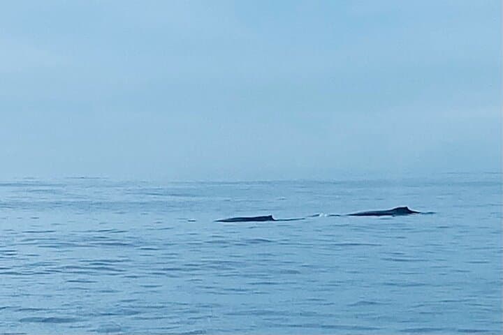 Private Whale Watching and Dolphin Excursion from Honolulu photo 6