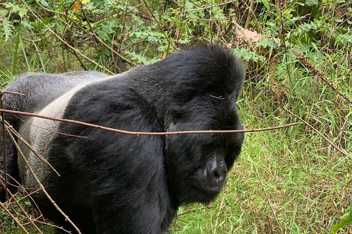 3-Day Luxury Gorilla Trekking Safari in Bwindi National Park, Uganda photo 4