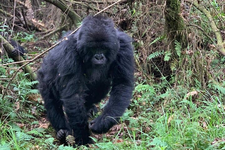 3-Day Luxury Gorilla Trekking Safari in Bwindi National Park, Uganda photo 5
