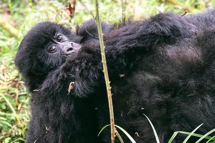 3-Day Luxury Gorilla Trekking Safari in Bwindi National Park, Uganda photo 6