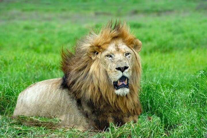 Lion & Safari Park near Johannesburg: Big Cats, Cheetahs & Plains Game Day Tour photo 6