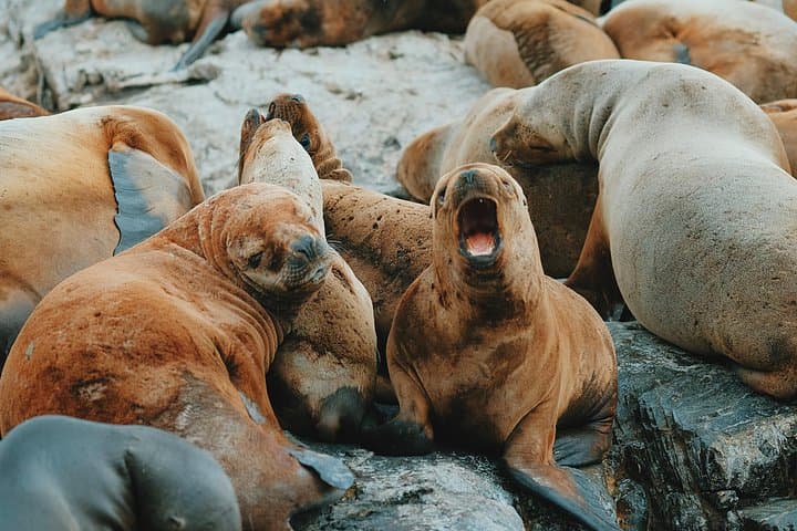 Sail the Beagle Channel from Ushuaia: Les Eclaireurs Lighthouse & Wildlife Cruise photo 2