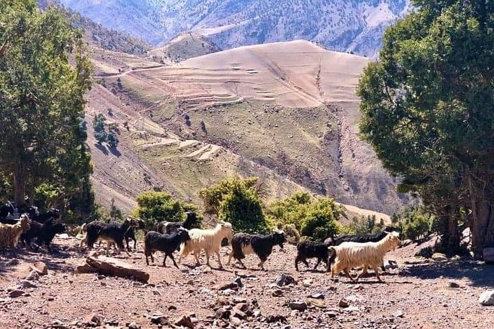 Imlil Valley Day Trip from Marrakech: Toubkal Views, Berber Villages & Argan Cooperative photo 2