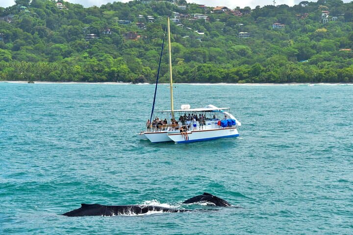 Manuel Antonio Sailing Tour: Snorkel, Dolphins & Lunch from Quepos photo 2