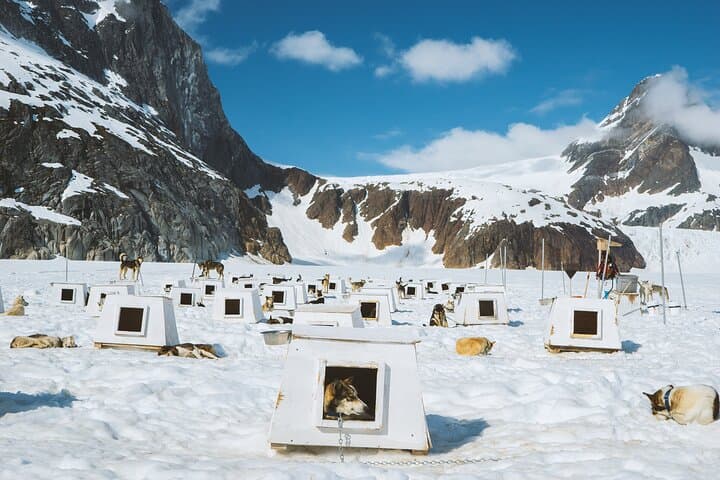 Helicopter to Herbert Glacier: Juneau Dogsledding & Glacier Landing Experience photo 5