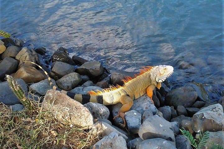 Best of St. Maarten & St. Martin: One-Day Island Highlights Tour photo 2