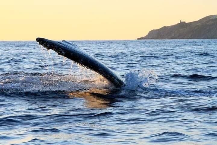 Sailing with Whales in Los Cabos: 2-Hour Catamaran Wildlife Cruise photo 4