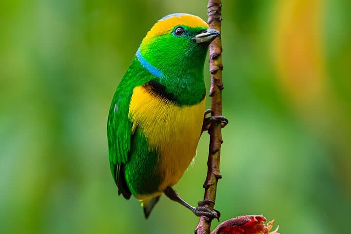 private-birdwatching-tour-costa-rica-monteverde-quetzal-photography photo 3