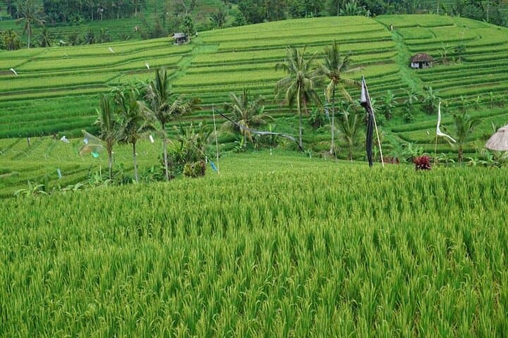 Banyumala to Jatiluwih: Full-Day Private Tour to Waterfalls, Ulun Danu Beratan and Rice Terraces photo 4