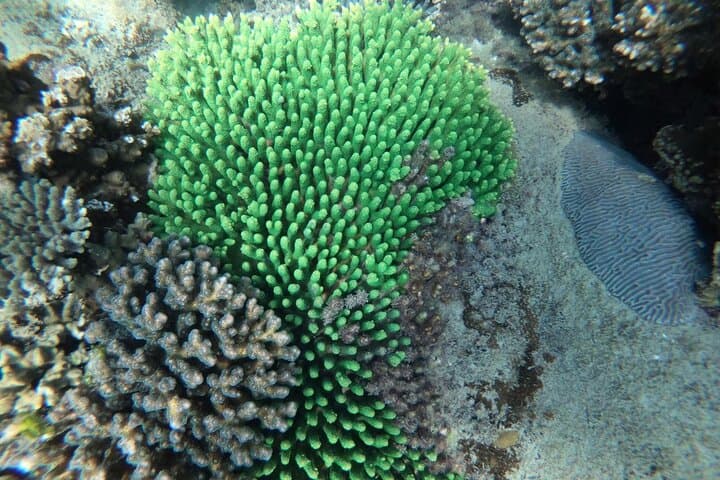 Phu Quoc Small-Group Speedboat Snorkel & Island-Hopping with Local Cuisine photo 6