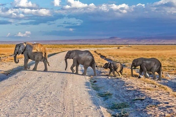 3-Day Amboseli Safari — Elephants, Kilimanjaro Sunrises & Private Game Drives photo 1