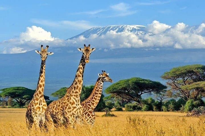3-Day Amboseli Safari — Elephants, Kilimanjaro Sunrises & Private Game Drives photo 4