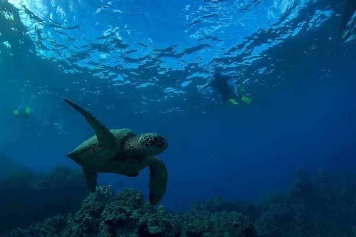 Paddle with Turtles: South Shore Kayak and Snorkel from Makena Landing, Maui photo 3