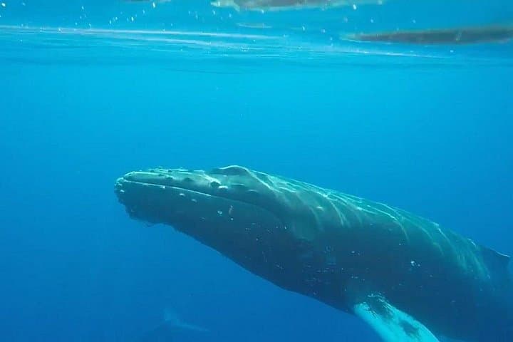 Paddle with Turtles: South Shore Kayak and Snorkel from Makena Landing, Maui photo 4