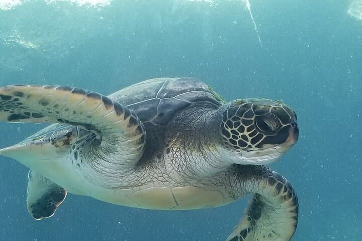 Maui West Shore Kayak and Snorkel — Paddle to Reefs and West Maui Views photo 3