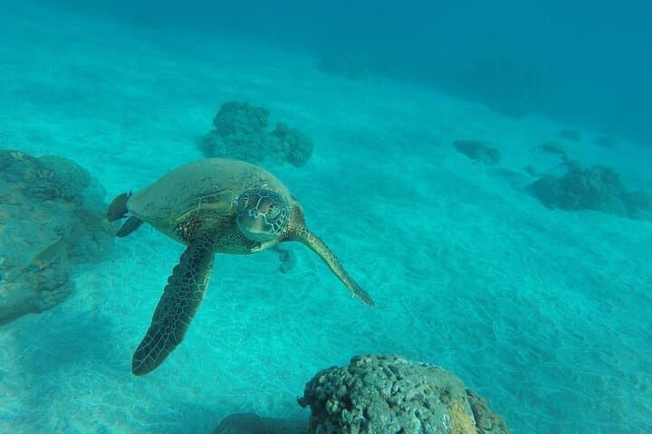 Maui West Shore Kayak and Snorkel — Paddle to Reefs and West Maui Views photo 6
