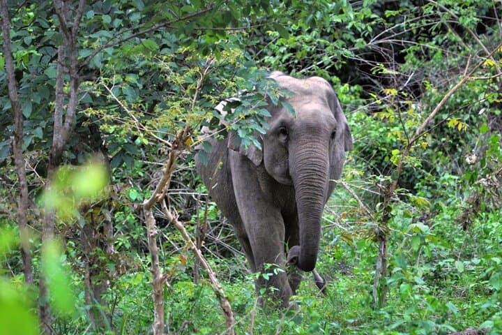 Kuiburi National Park Wild Elephant Safari: Afternoon Wildlife Tour from Hua Hin