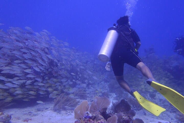 Discover Scuba in Puerto Morelos — Introductory Reef Dive on the Mesoamerican Barrier Reef photo 3