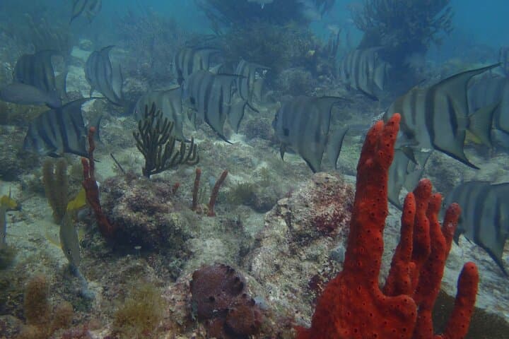 Discover Scuba in Puerto Morelos — Introductory Reef Dive on the Mesoamerican Barrier Reef photo 4