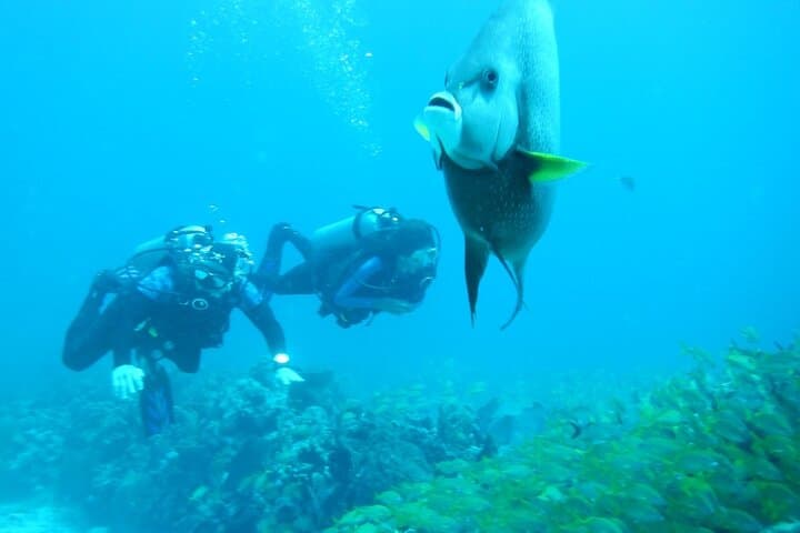 Discover Scuba in Puerto Morelos — Introductory Reef Dive on the Mesoamerican Barrier Reef photo 6