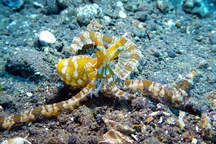 Private Nusa Dua Diving Experience with Hotel Pickup — Beginner-Friendly Bali Scuba photo 5