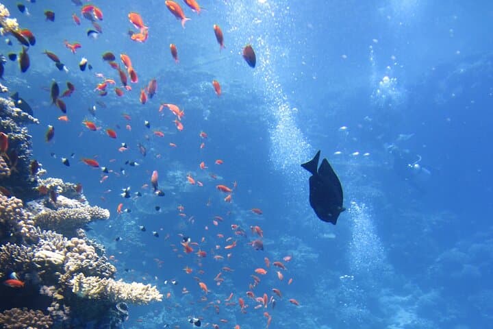 Private Nusa Dua Diving Experience with Hotel Pickup — Beginner-Friendly Bali Scuba photo 6