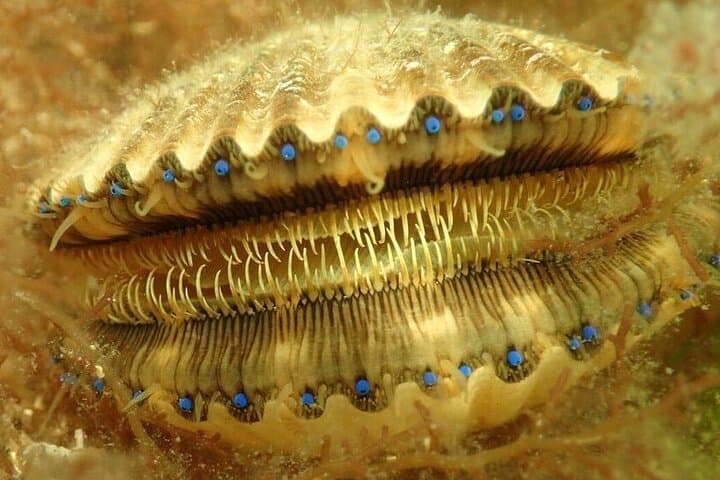 Private Scalloping Charter in Crystal River — Family-Friendly Bay Scallop Snorkel photo 4