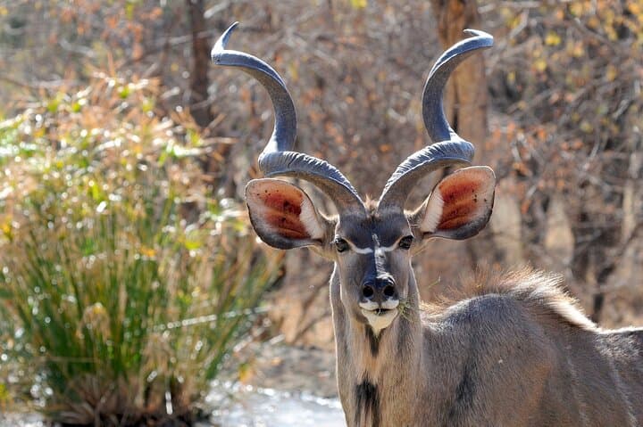 Botswana Highlights Safari: 7-Day Okavango, Chobe & Kalahari Adventure photo 5