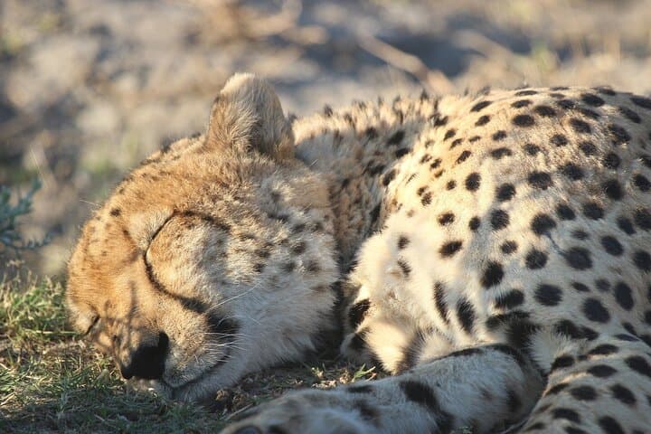 Botswana Highlights Safari: 7-Day Okavango, Chobe & Kalahari Adventure